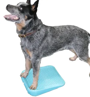 FitPAWS Ramp, Aqua