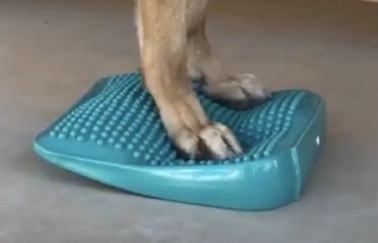 FitPAWS Ramp, Aqua